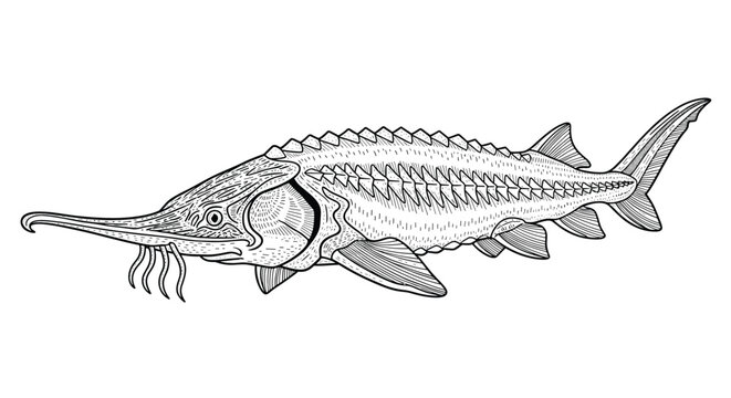 Detailed black and white engraving of a sturgeon fish with its characteristic bony plates and long snout on a white background.