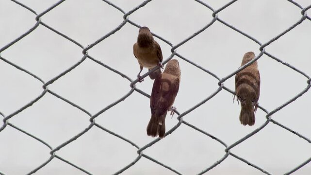Small Tropical Birds Resting on Wire Fence Against Soft Sky Background