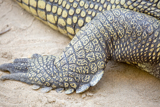 A view of the leg of a gharial.