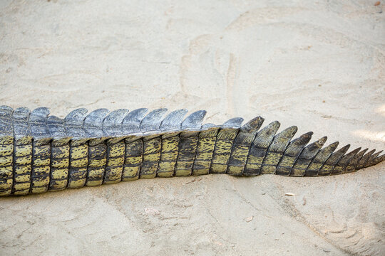 A view of the tail of a gharial.