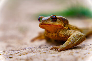 Obraz premium Common toad resting on sandy ground, its distinctive red eyes reflecting light. Wildlife amphibian in natural habitat