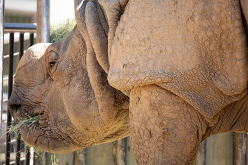 A view of a greater one horned rhino munching on straw. © DAVID