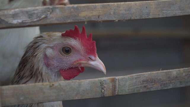 A chicken inside a rustic wooden coop, with its head framed between bamboo slats