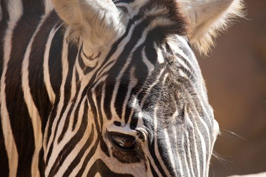 A view of the head of a Grant's zebra.