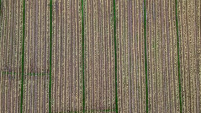 Cinematic aerial top down shot of golden harvest furrows and soil textures Features a rhythmic pattern of parallel lines in a productive and quiet eastern region ideal for abstract backgrounds