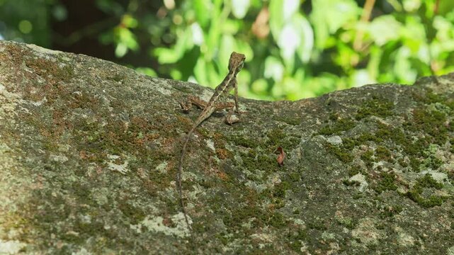 Spiny Reptile Basking on Stone Surface in Tropical Jungle Environmen