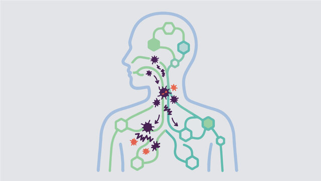 Human Lymphatic System Fighting Virus and Bacteria, Flat Illustration of Immune Response Showing Lymph Nodes and Pathogen Spread Inside Human Body Silhouette Medical Infographic
