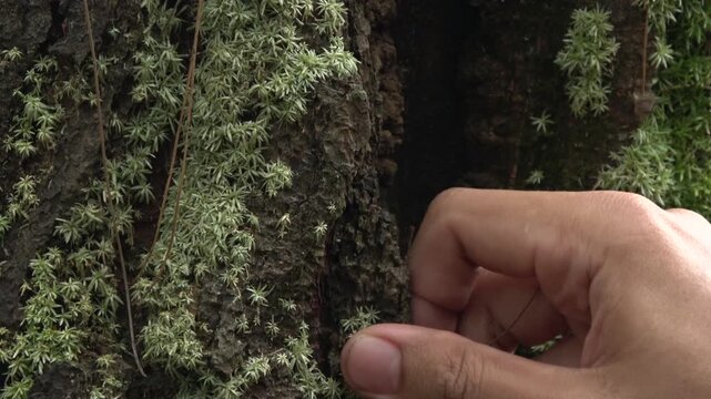 Detailed view of miniature star-shaped moss colonies growing in the crevices of a dark, weathered tree trunk.