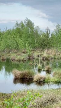 4K Atmospheric Moor Scenery in Northern Germany with Silver Birch (Betula pendula) and Wetland Vegetation