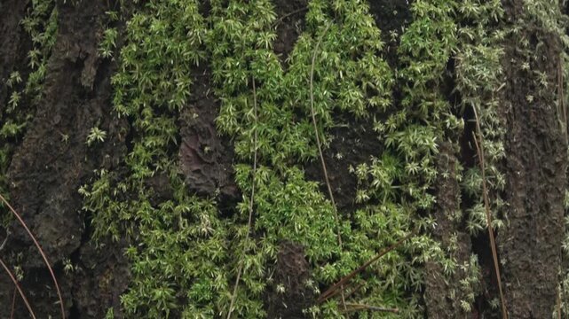 A combination of star-shaped moss and thin climbing vines growing over the deep ridges of a forest tree trunk.