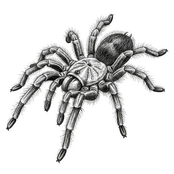 A large hairy tarantula specimen rendered in high contrast black and white scientific illustration, emphasizing the velvety setae and anatomical form, clinical study concept