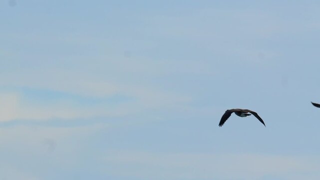Canada goose (Branta canadensis) soaring through the clear blue sky with outstretched wings during an autumn seasonal migration 4k 120fps slow motion footage