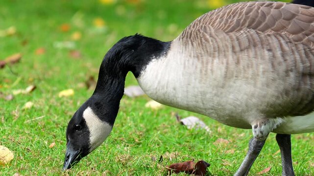 Canada goose (Branta canadensis) grazing on lush green grass in a public park with scattered autumn leaves under bright natural daylight 4k 120fps slow motion footage