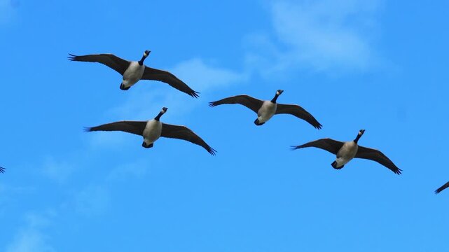Canada goose (Branta canadensis) flock flying in V-formation across a bright blue sky during seasonal migration 4k 120fps slow motion footage