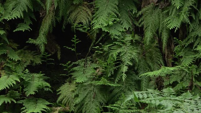 Layers of green fern fronds hanging in a shaded, dark corner of a tropical rainforest, highlighting deep green foliage.