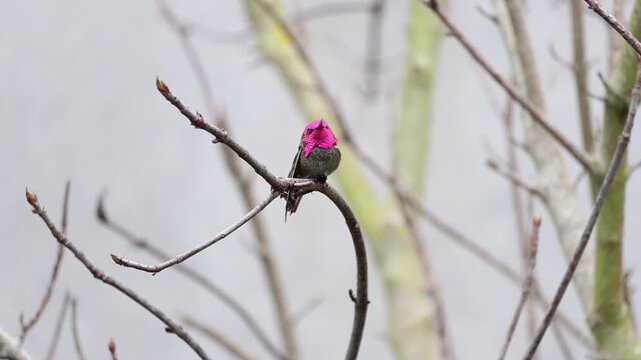 Anna's hummingbird changing feather colors while turning head 