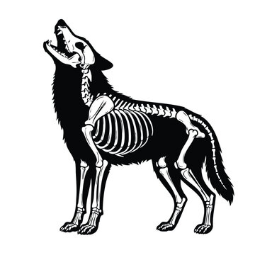 Wolf skeleton x-ray vector illustration isolated on white background.