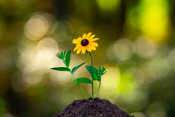 Fototapeta premium Seedling spring flower from fertile soil. Green plants grow under sunlight. Planting crops concept. Organic soil for growth plant. Eco farming. Environment concept. Young plants thrive in spring soil.