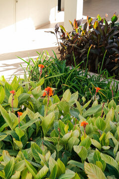 Canna generalis leaves and flowers in the garden, texture pattern