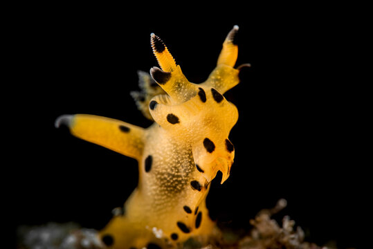 Thecacera sp Nudibranch Seaslug