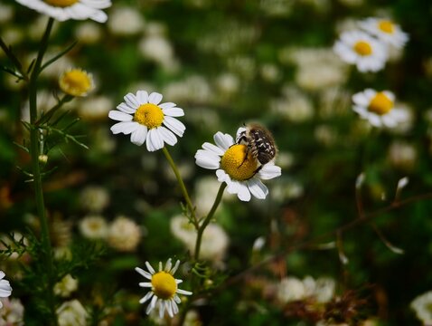 bee on daisy