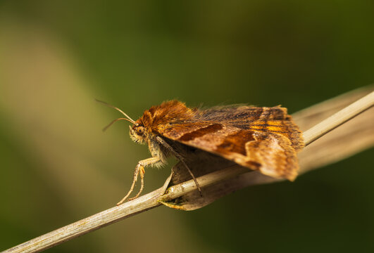 Burnet companion moth, euclidia glyphica resting on grass stem from side. Macro insect, animal background