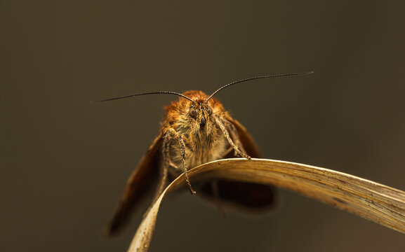 Burnet companion moth, euclidia glyphica resting on grass stem front view. Macro insect, animal background