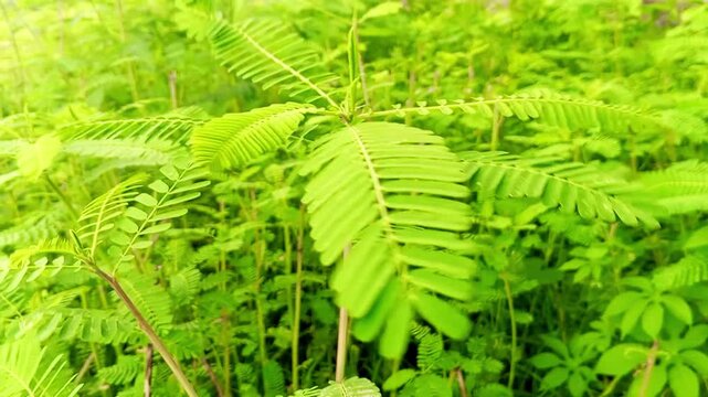 Vibrant green leaves of a sensitive plant thrive in a lush garden setting showcasing delicate foliage and intricate patterns that highlight the beauty of nature
