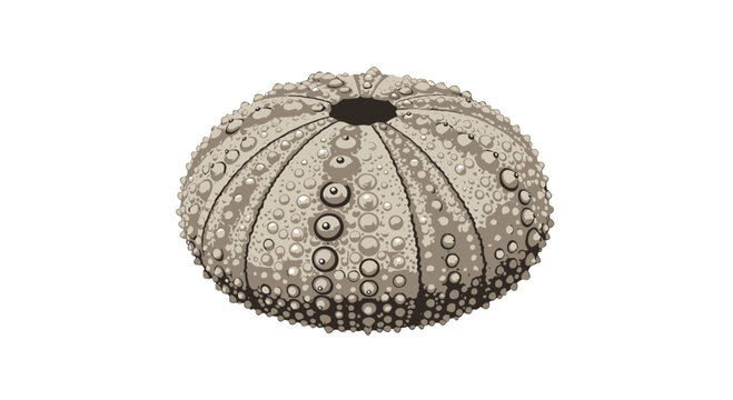 Detailed sea urchin shell test with intricate bumpy texture