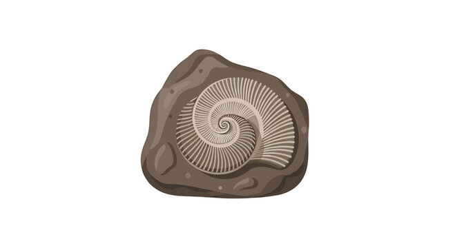 Ammonite spiral shell fossil preserved in rock on white background