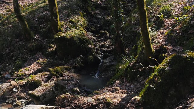 Static Wide Shot: Small Stream Flowing through Mossy Forest Rocks