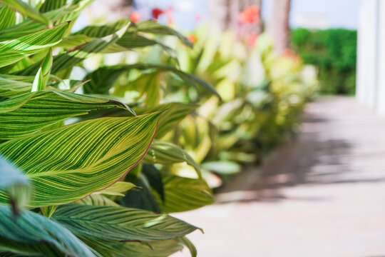 Canna generalis leaves and flowers in the garden, focus on foreground