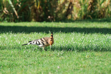 hoopooe looks for food in an agricultural field © dark_blade