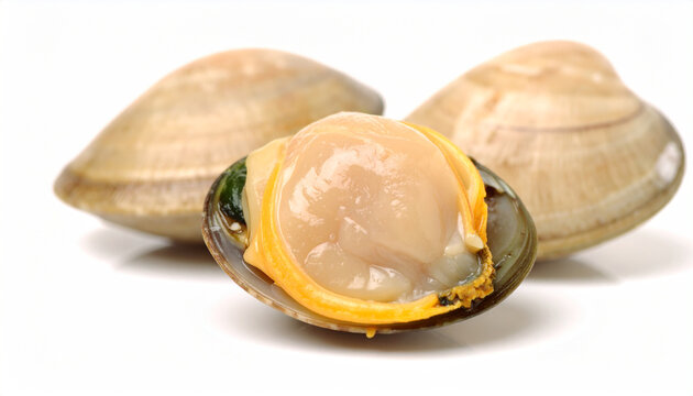 Freshly opened clam with visible flesh and orange mantle on a white background