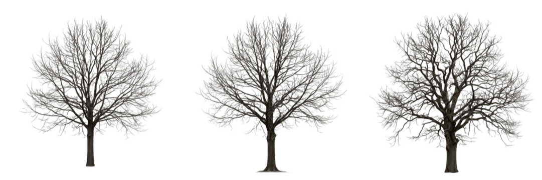Set of Three Realistic Bare Winter Trees Isolated on White Background, Deciduous Trees Without Leaves, Seasonal Nature Elements, High-Quality Transparent PNG for Architecture Landscape Visualization a