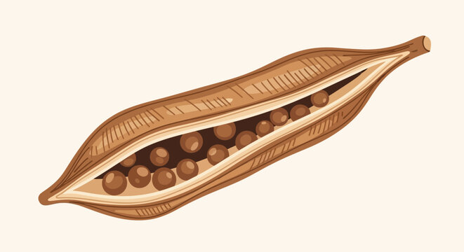 Open pod with brown seeds inside.