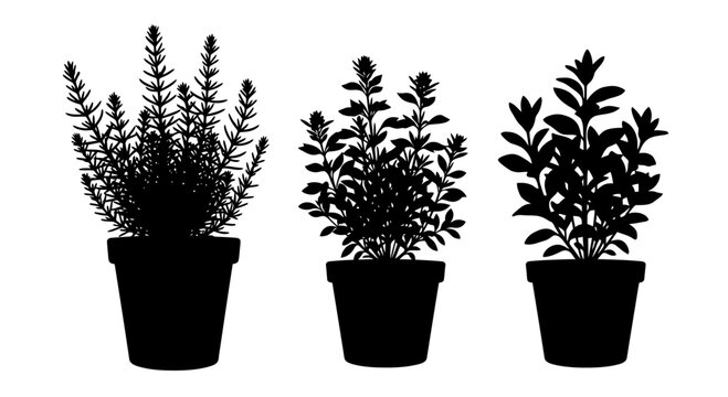 Culinary Herb Plant Silhouettes in Flower Pots Set