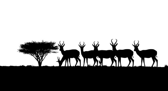Silhouette of African Antelope Herd and Acacia Tree on Savannah