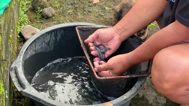 Hands holding young catfish over a water basin, aquaculture activity, fish farming process, rural lifestyle, freshwater fish handling.