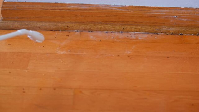 Applying liquid pest control solution to eliminate ants along wooden floor baseboard inside a home.