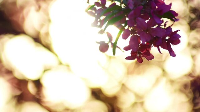 Pink spring blossoms on tree branches backlit by warm sunlight, with soft bokeh background. Romantic scene with glowing light and shallow depth of field.