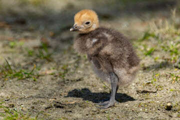 Obraz premium One week old chick Demoiselle crane (Anthropoides virgo), also known as the blue crane.