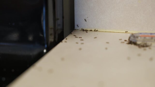 Line of ants moving along indoor surface near wall. Concept of pest infestation