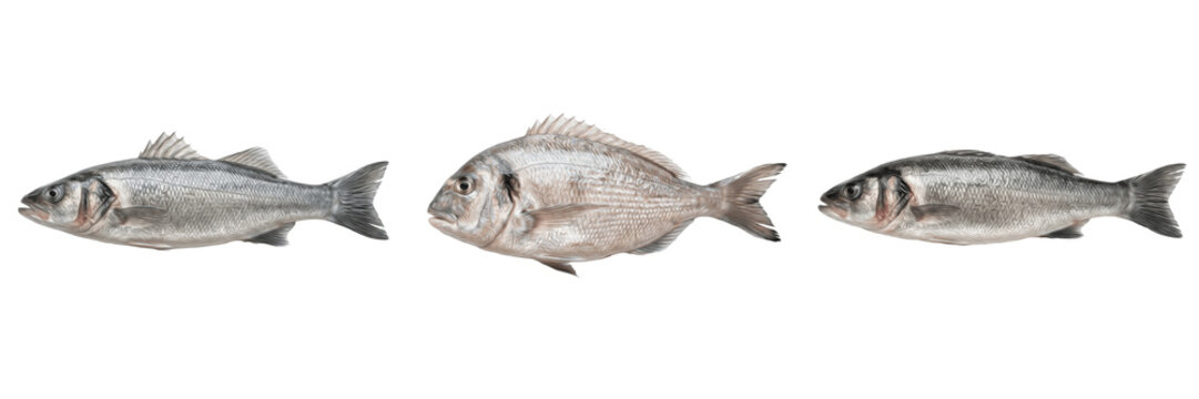 Whole Raw Seafood Ingredient for Grilling and Restaurant Menu Graphics