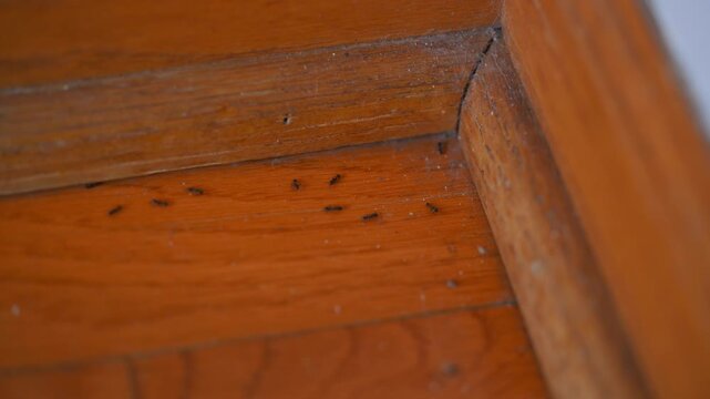 Ants moving along indoor floor near wall. Concept of pest infestation, insects in home