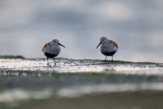 Dunlin pair feeding on tidal flat
