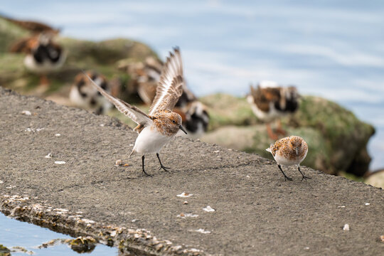Sanderling feeding on wet sand