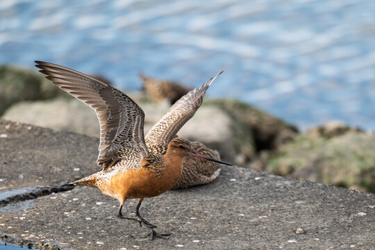 Bar-tailed Godwit and Whimbrel on tidal flat
