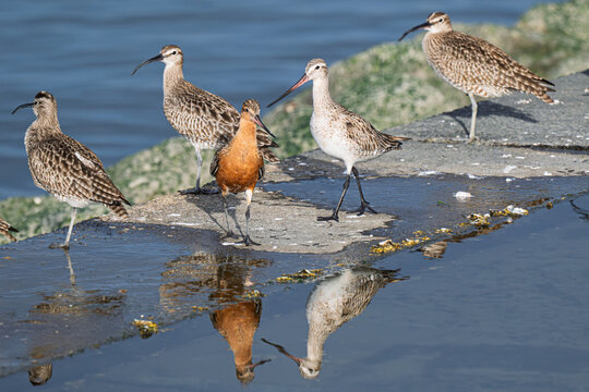 Bar-tailed Godwit stretching wings