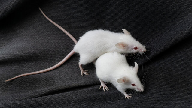 White albino mouse (Mus musculus) posing on a rock with black background.